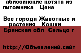 абиссинские котята из питомника › Цена ­ 15 000 - Все города Животные и растения » Кошки   . Брянская обл.,Сельцо г.